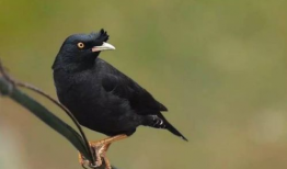 八哥爆料吃瓜,娱乐圈最新吃瓜大揭秘！